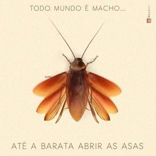 baratas_tela_bella_telas_mosquiteira_mosquiteiro_em_ribeirao_preto