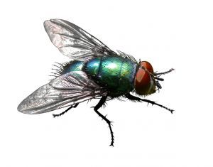 mosca_tela_bella_Tela_mosquiteira_em_ribeirao_preto